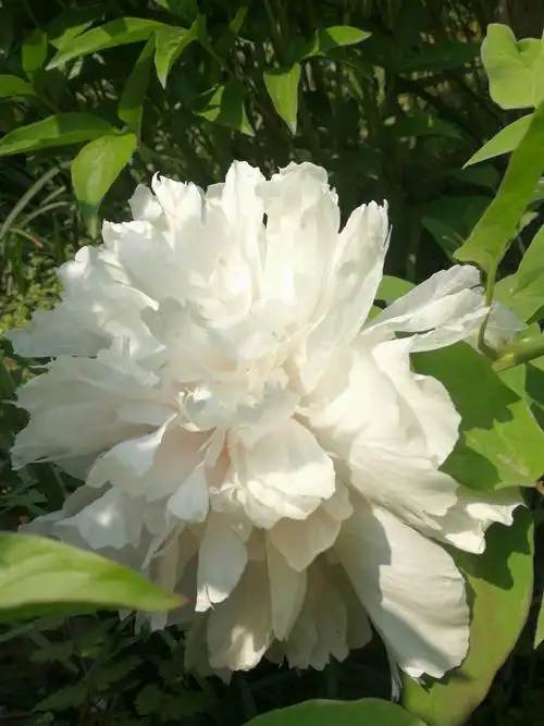 卿家名为"白雪塔".花开雪白,花瓣堆积,高耸如塔,故而得名.