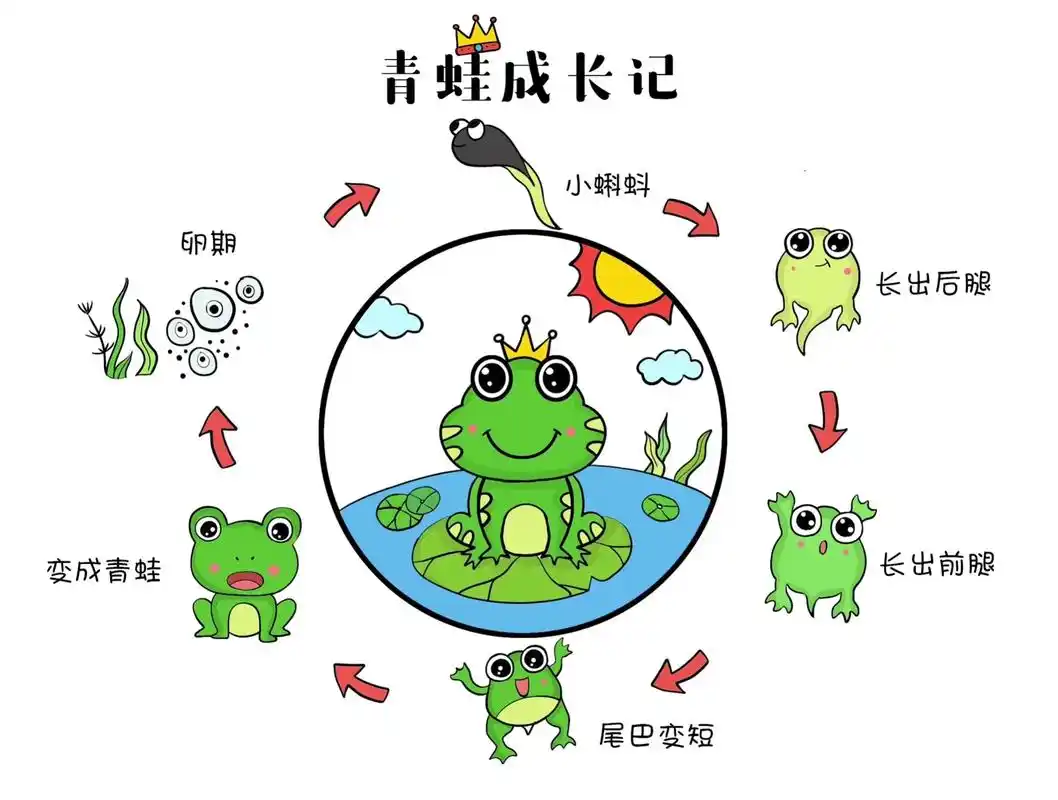 青蛙成长过程儿童画.#创作灵感 #青蛙简笔画 #青蛙成长记  - 抖音