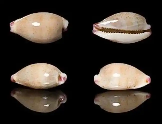 p>鼠齿宝螺(学名:purpuradusta microdon microdon )是腹足纲宝螺科