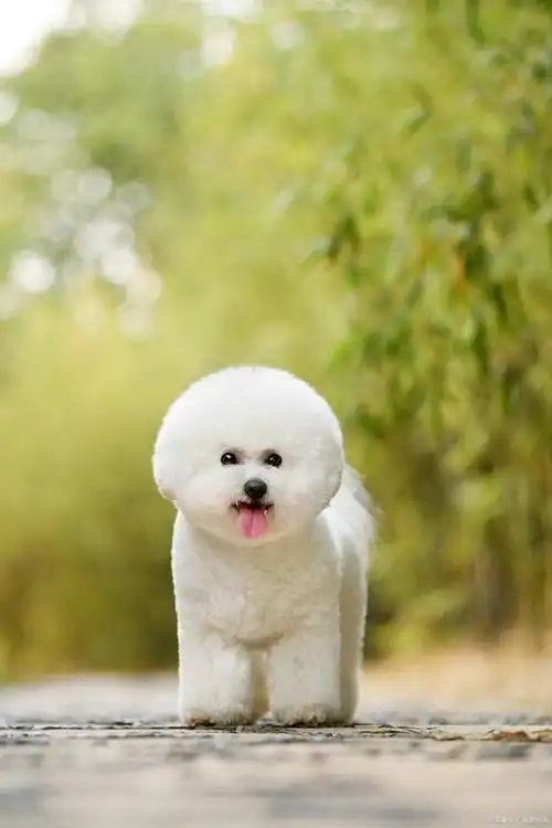 比熊犬的隐形杀手:不容忽视的健康警示