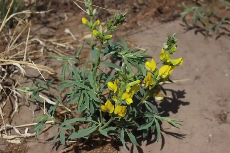 向海一一披针叶野决明