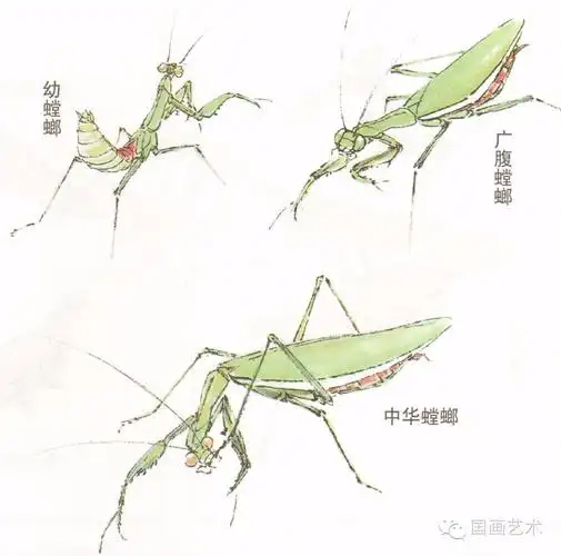 图文教程螳螂的工笔及写意画法