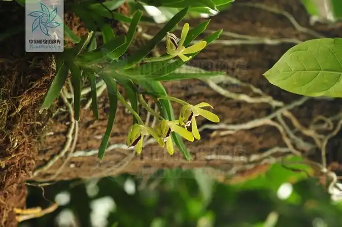 p>叉唇万代兰(拉丁学名: i>vanda cristata /i> lindl.