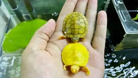 这么小的龟超萌超可爱,看完心都快化了