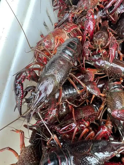 小龙虾鲜活活虾