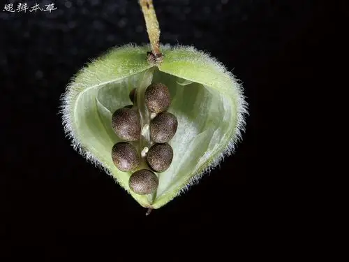 凤仙花果实