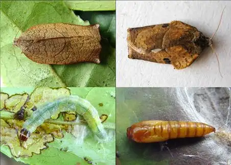 茶长卷蛾词条图册_百度百科