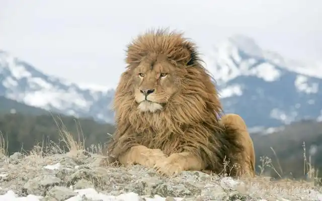 体型最大的雄狮,当属巴巴里雄狮,它也叫北非狮或阿特拉斯狮,是狮子的