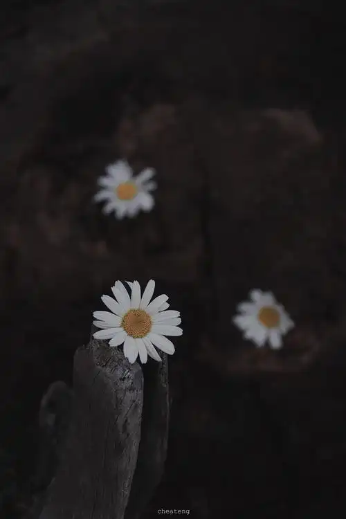 是你最爱的小雏菊呀摄影@车阿疼_高清图集_新浪网