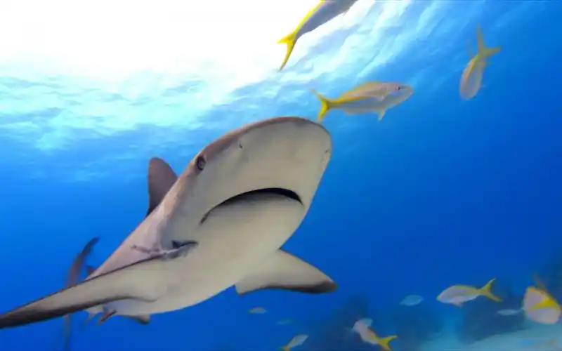 鲨鱼高清壁纸1024x600分辨率查看