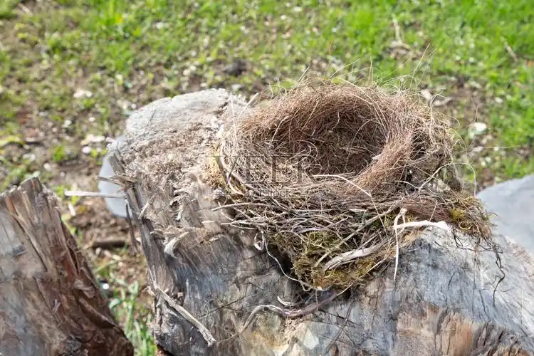 花园里的一个空鸟巢照片摄影图片