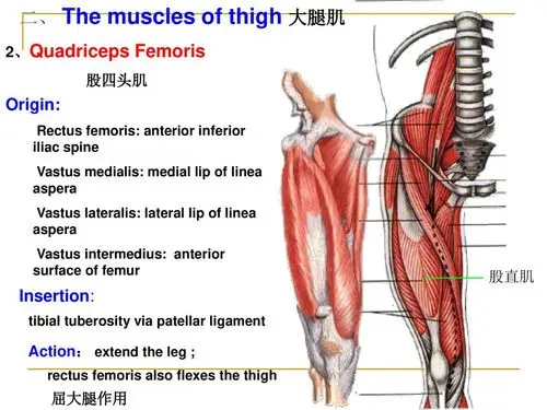 the muscles of limbs 四肢肌