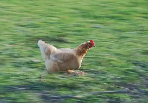 请问那只鸡狂奔配字谁都拦不到我那张图有家人能发我吗