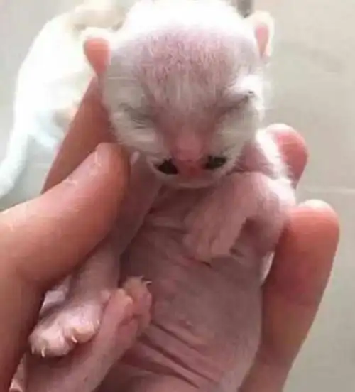 可爱小猫一出生就遭到嘲笑看着这魔性的八字胡主人懵了