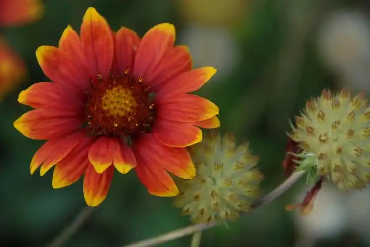 秋天的花8大花天人菊