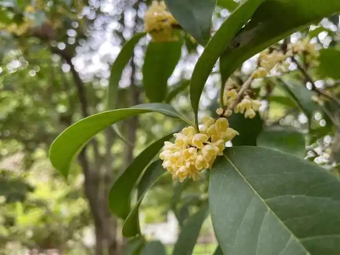 快来打call ,方塔园桂花进入盛花期啦