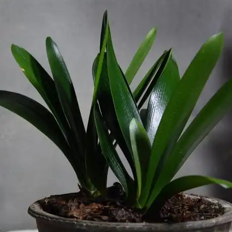 长春高档精品君子兰群兰 双棒 2年小苗 钢板黑金刚 板厚绿植盆栽