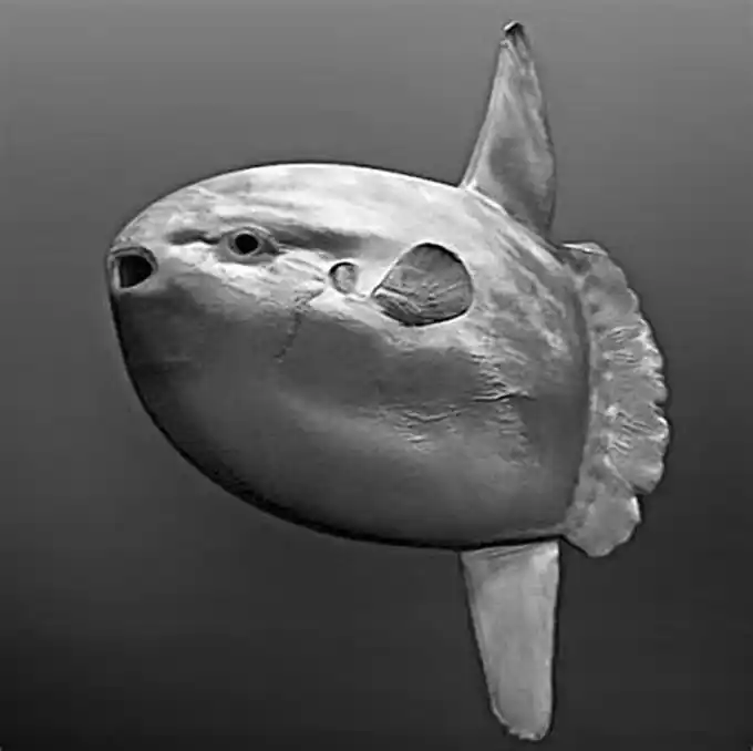 你知道吗?新闻中渔民都从未见过的"巨型海怪" 多半都是这种鱼