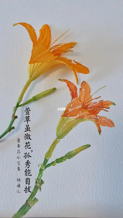 萱草花小写意