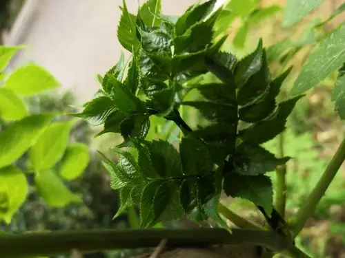 其它 奈儿的美篇 写美篇呵呵,这就是被你们祸害的青苗——赤龙牙 种在