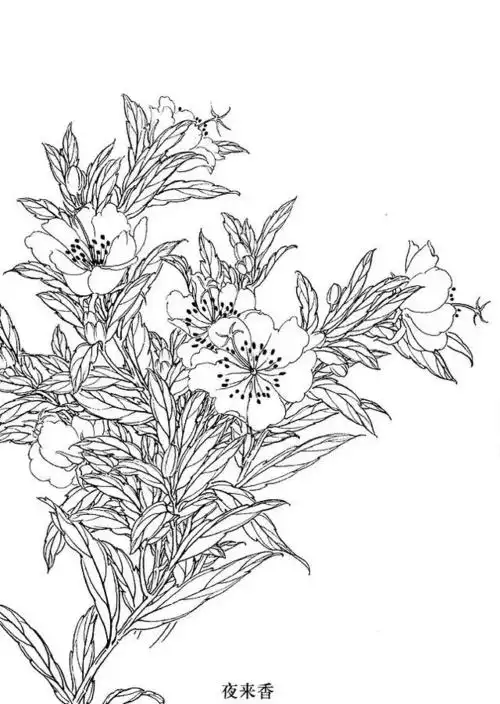白描花卉/线稿
