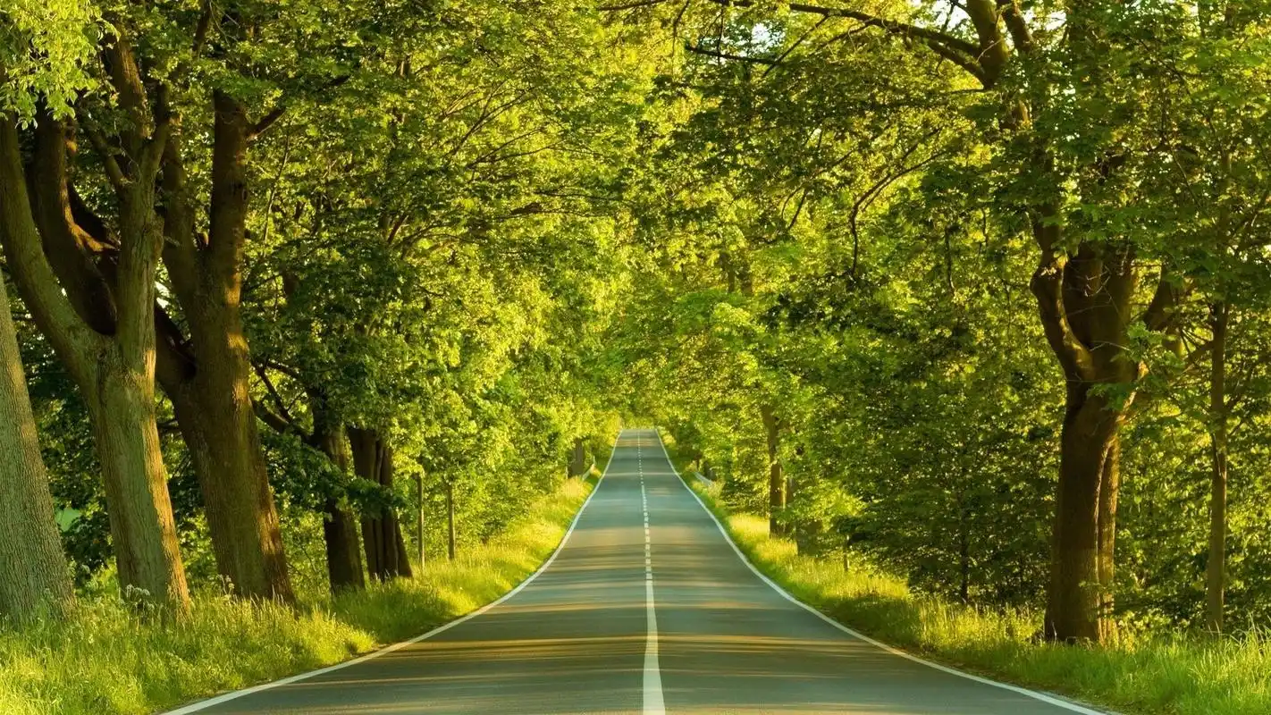 梦幻森林自然风景壁纸