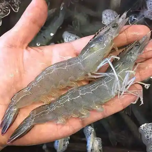 南美白对虾肝胰脏的病变及预防_胰腺_肝脏_问题