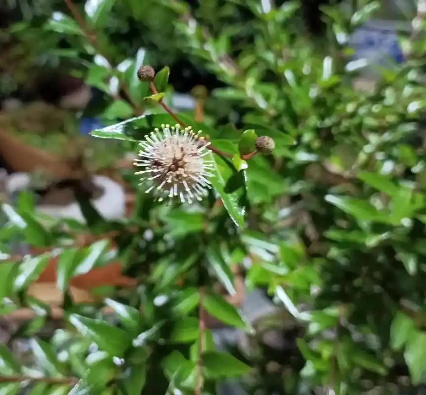 盆景细叶水团花又名水杨梅开花结果实了空山新雨后天气晚来秋明月松间