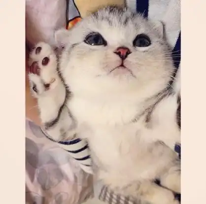 头像萌喵折耳猫