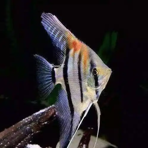 伊莎贝尔红背红魔鬼大红袍海鸥神仙仙鱼热带淡水鱼