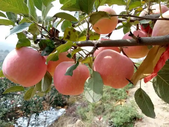 苹果园里的秋天