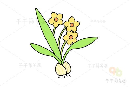 水仙花简笔画怎样画