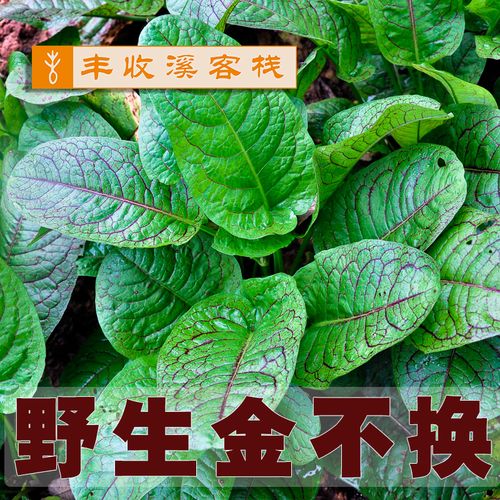 巴东神农溪丰收溪客栈的优惠券大全—湖北恩施野生植物中草药金不换