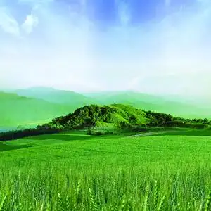 青青麦田_风景头像图片_扣扣居