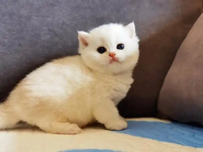 英短银渐层白胖子你也太可爱了吧