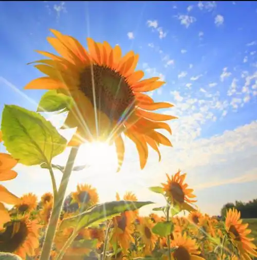 阳光心态是充满希望的,有希望幸福就把握在自己手中,让我们站在砚光