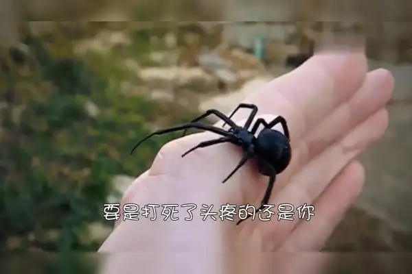 小伙拍死了一只母蜘蛛结果头都大了奉劝大家以后手下留情