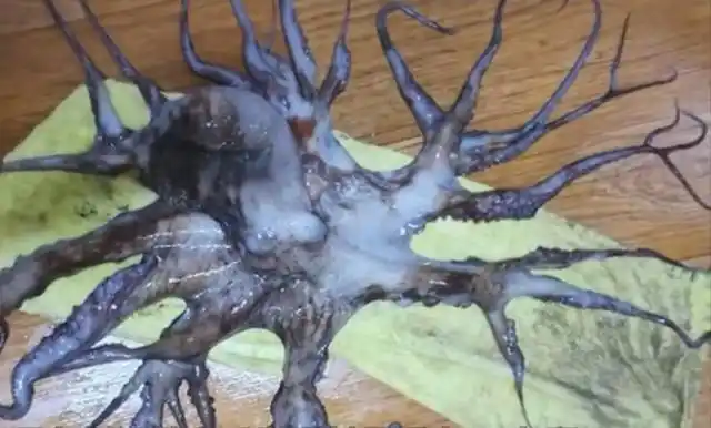 最近韩国渔民打捞到了变异的蓝色32条腿的章鱼.