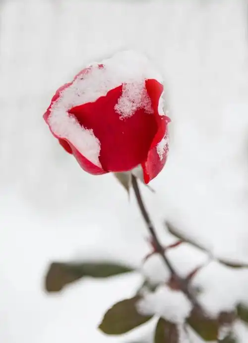 雪中玫瑰,美到心醉(18图)