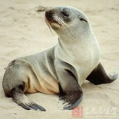 海狗鞭的功效与作用(13)