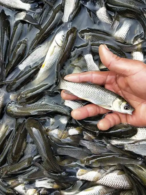 草鱼苗草皖草混半斤小鲩鱼活体四大家鱼冷淡水活体好养殖食用包邮