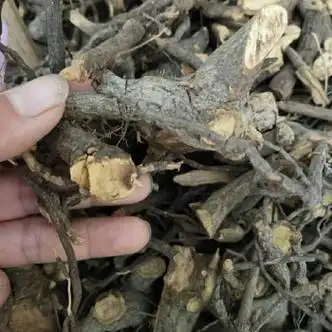 凯史甘斯 睇牛仔中药材  苦李脚根 苦里脚根 睇牛儿根 250克【半斤】