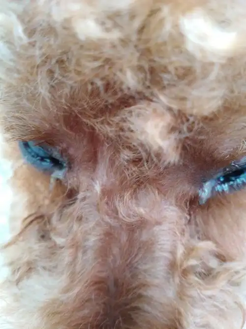 大家来看看5月21号狗狗在全美宠物店做的美容