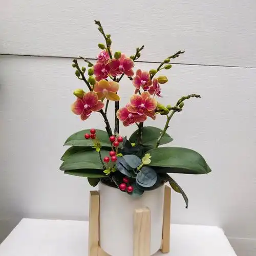 119.蝴蝶兰小品盆花秀