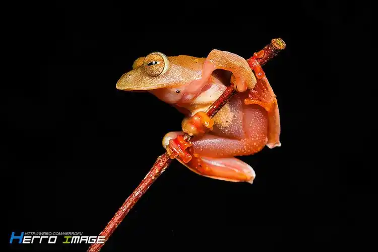 呆萌的红蹼树蛙