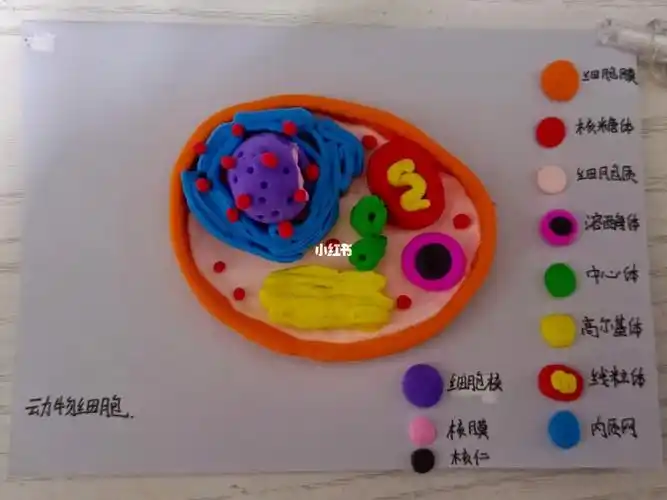 动物细胞三维模型