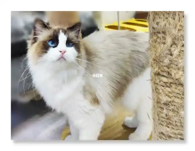 双血统布偶猫颜色:海豹色花色图案:双色性别:妹妹年龄:6月龄体重:3