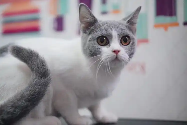 清仓特价六个月英短纯白蓝白银渐层300起