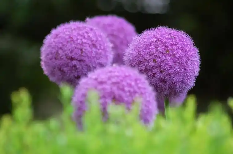 宏观拍摄的紫色蒲公英高清壁纸的照片
