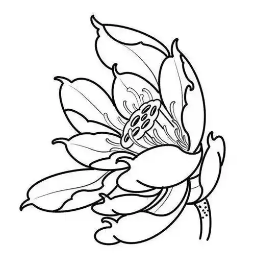 35张花卉线稿资料收藏备用